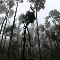 Zerstörter Regenwald